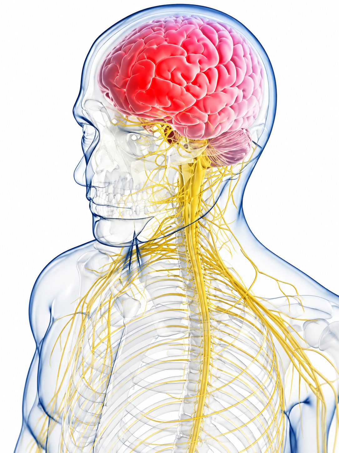 Systemic Disorders 2 systemic disorders image