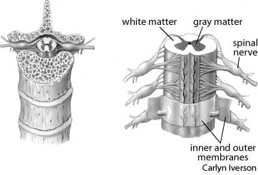 Humna Spine Diagram